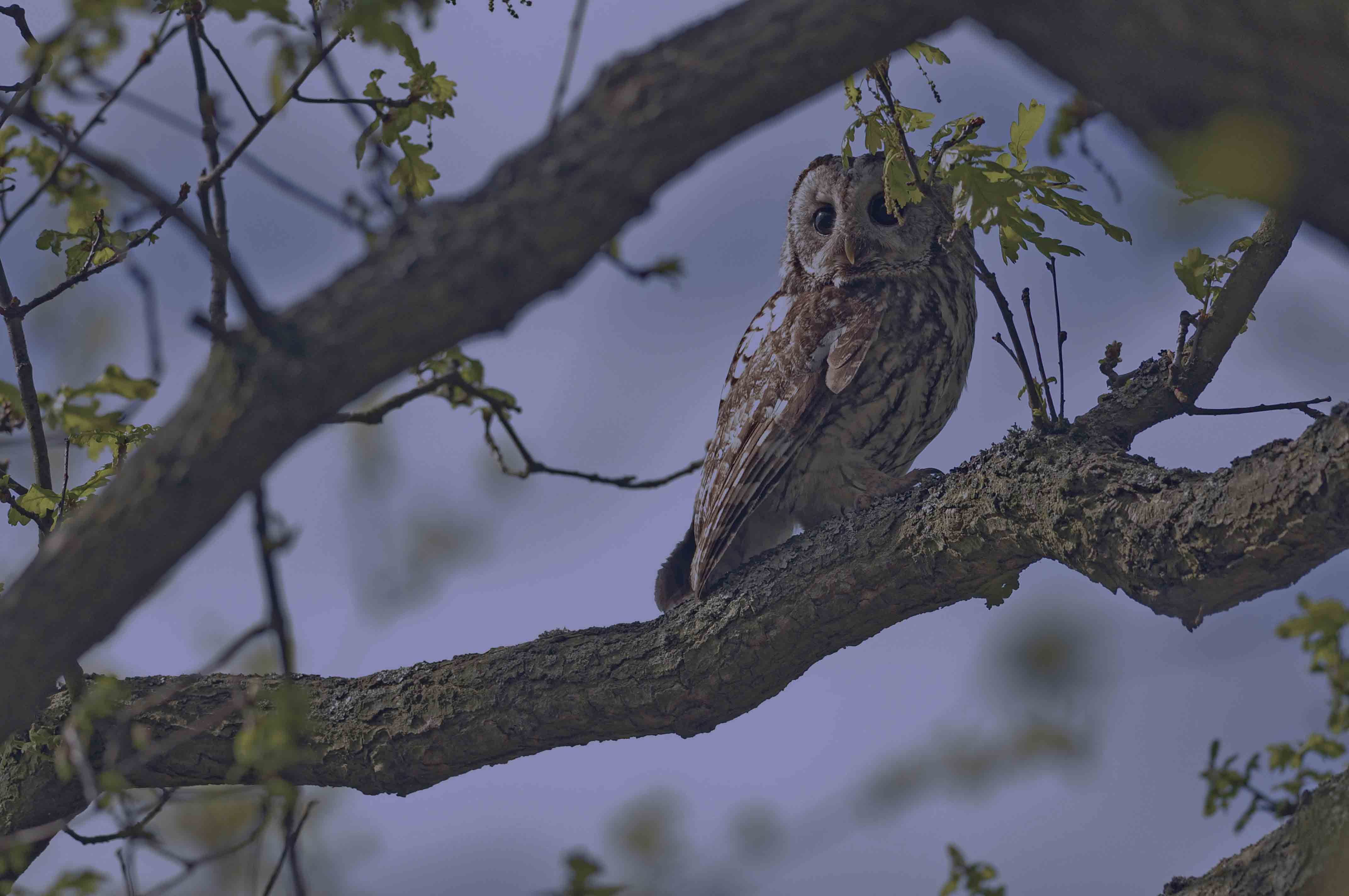 Tawny Owl. Moss Taylor